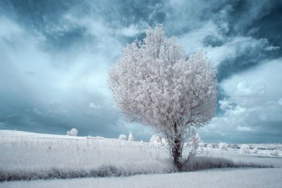 infrared-photography9-2.jpg