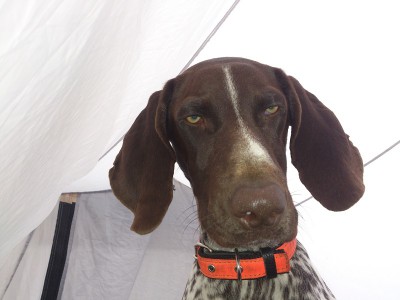 DSC_0388 м.jpg (112.6 КБ) Просмотров: 16960 DSC_0388 м.jpg