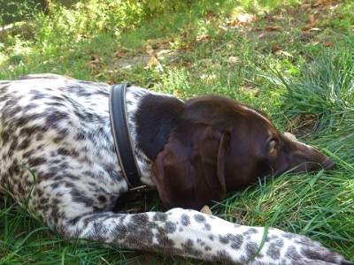 DSC_0246 м.jpg (229.97 КБ) Просмотров: 16959 DSC_0246 м.jpg